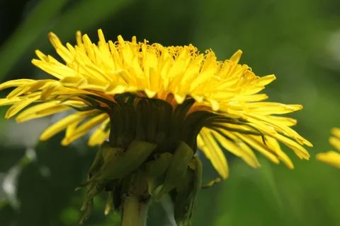 Dandelion Stock Photos