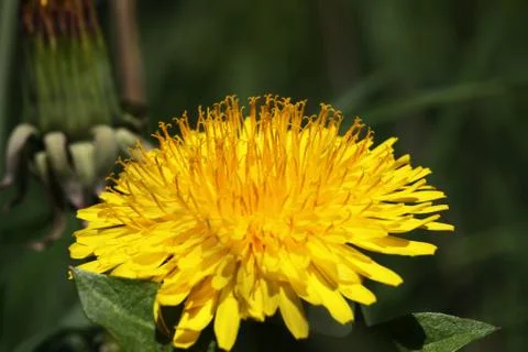 Dandelion Stock Photos