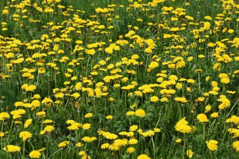 Dandelion Stock Photos