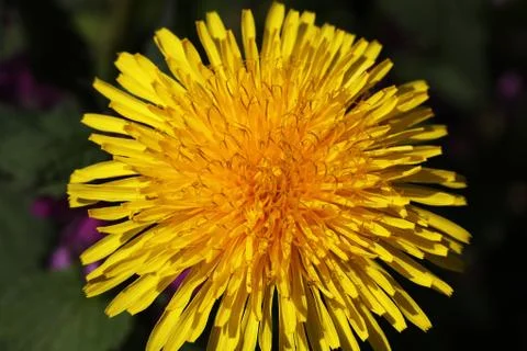 Dandelion Stock Photos