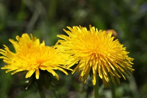 Dandelion Stock Photos