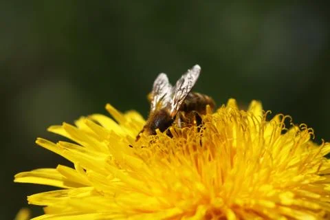 Dandelion Stock Photos