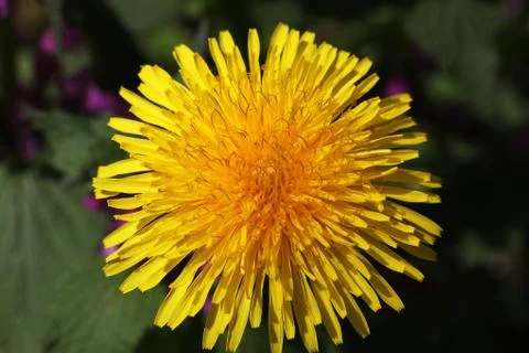 Dandelion Stock Photos