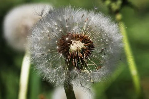 Dandelion Stock Photos