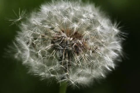 Dandelion Stock Photos