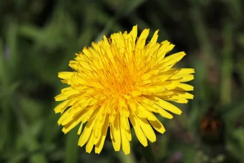 Dandelion Stock Photos