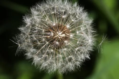 Dandelion Stock Photos
