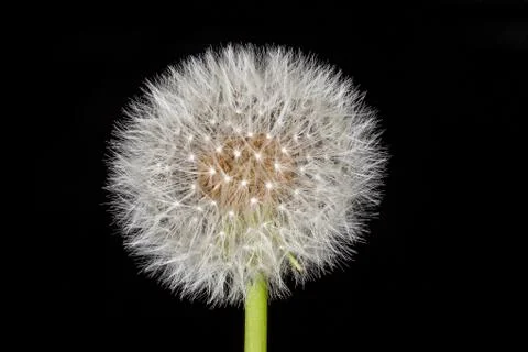 Dandelion Stock Photos