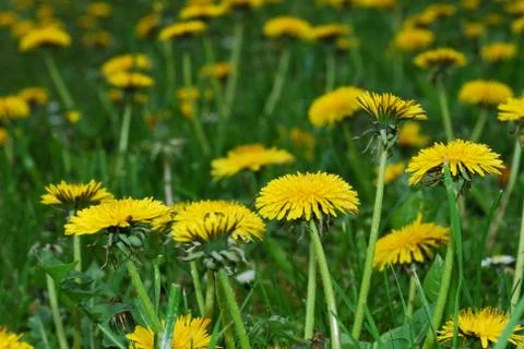 Dandelion Stock Photos