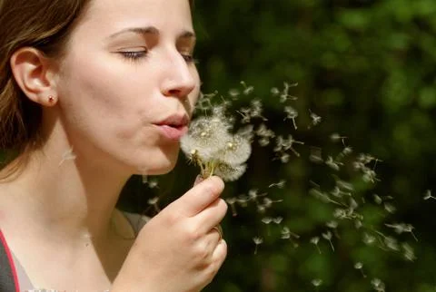 Dandelion Stock Photos