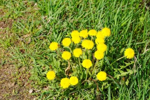 Dandelion Stock Photos