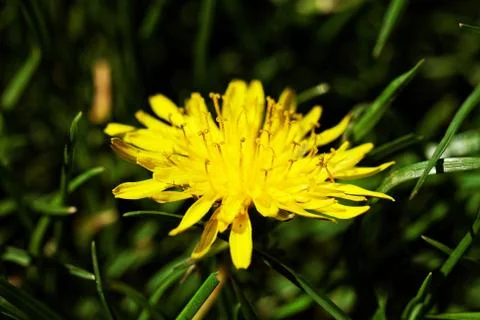 Dandelion Stock Photos