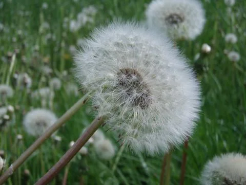 Dandelion Foto stock