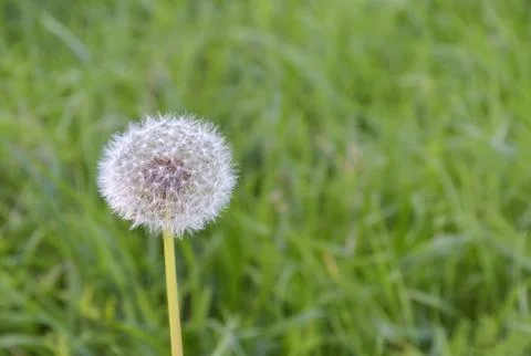Dandelion Stock Photos
