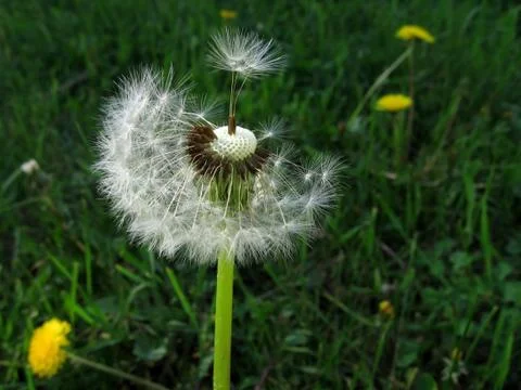 Dandelion Stock Photos