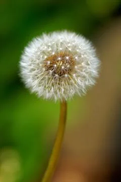 Dandelion Stock Photos