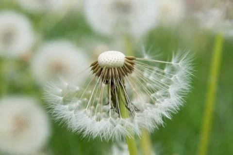 Dandelion Stock Photos