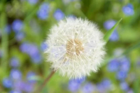 Dandelion Stock Photos