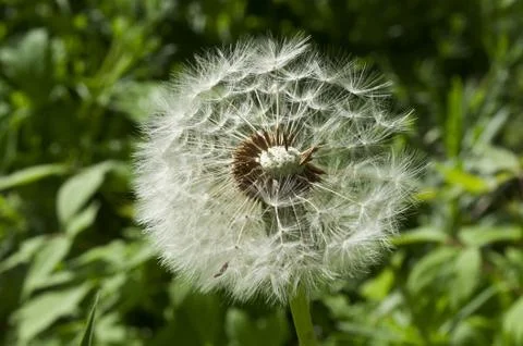 Dandelion Stock Photos