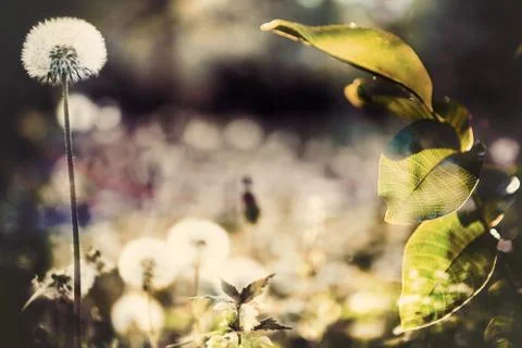 Dandelion Stock-Fotos