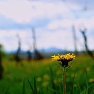 Dandelion Stock Photos