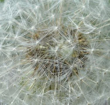 Dandelion Stock Photos