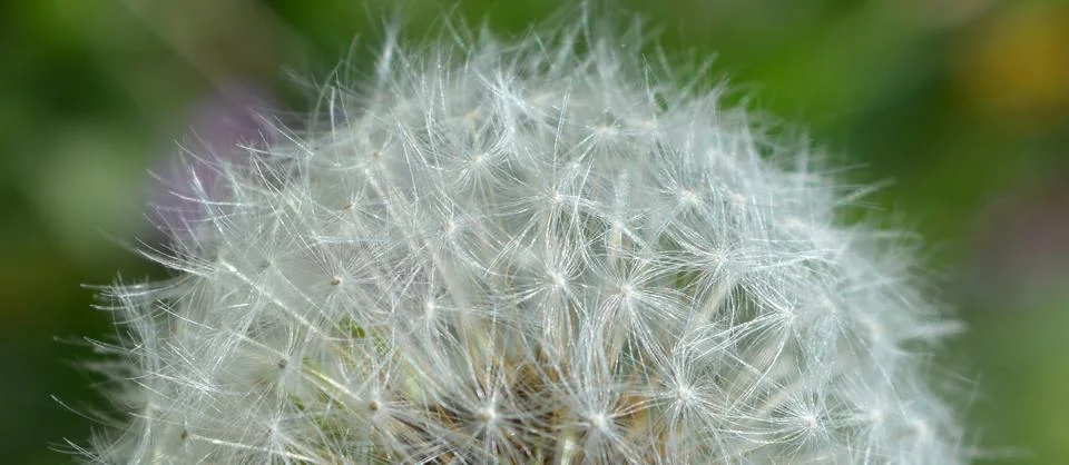 Dandelion Stock Photos