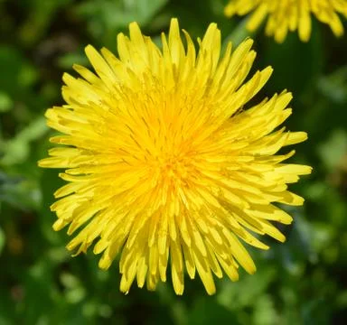 Dandelion Stock-Fotos