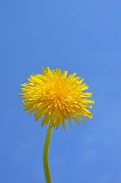 Dandelion Stock Photos