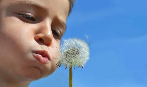 Dandelion Stock Photos