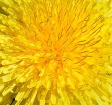 Dandelion Stock Photos