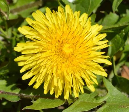 Dandelion Stock Photos