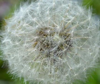 Dandelion Stock Photos