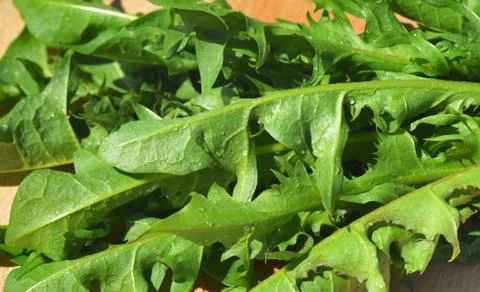 Dandelion Stock Photos