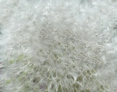 Dandelion Stock Photos