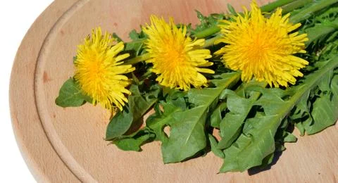 Dandelion Stock Photos