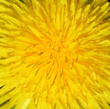 Dandelion Stock Photos