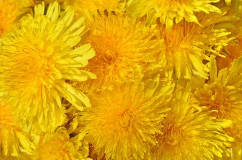 Dandelion Stock Photos