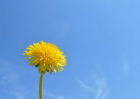 Dandelion Stock Photos