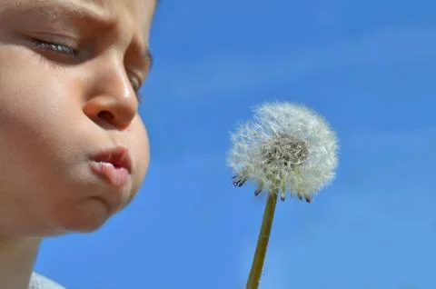 Dandelion Stock Photos