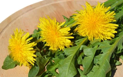 Dandelion Stock Photos