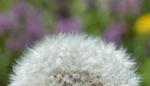 Dandelion Stock Photos