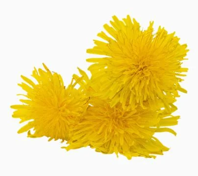 DANDELION Stock Photos