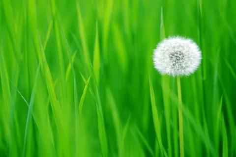 Dandelion Stock Photos