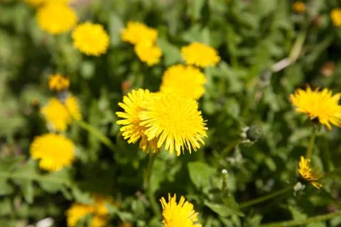 Dandelion Stock Photos