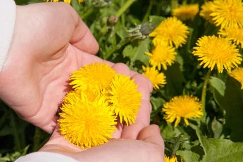 Dandelion Stock Photos