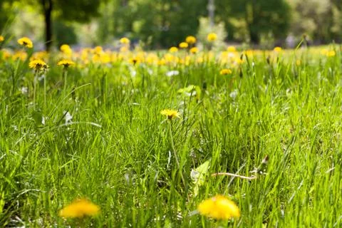 Dandelion Foto stock