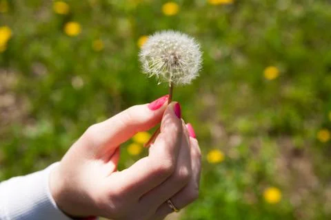 Dandelion Stock Photos