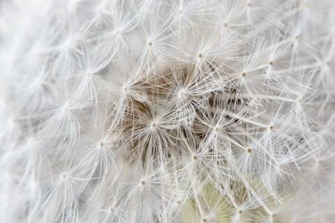 Dandelion Foto stock