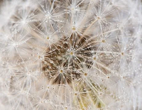 Dandelion Stock Photos